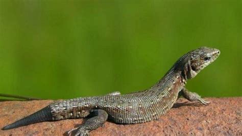 Apakah buaya ovovivipar  Namun, umumnya, ular mencapai kematangan seksual sekitar dua hingga tiga tahun