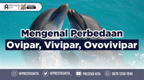 Apakah buaya ovovivipar  Apakah kura-kura termasuk ovovivipar? KOMPAS