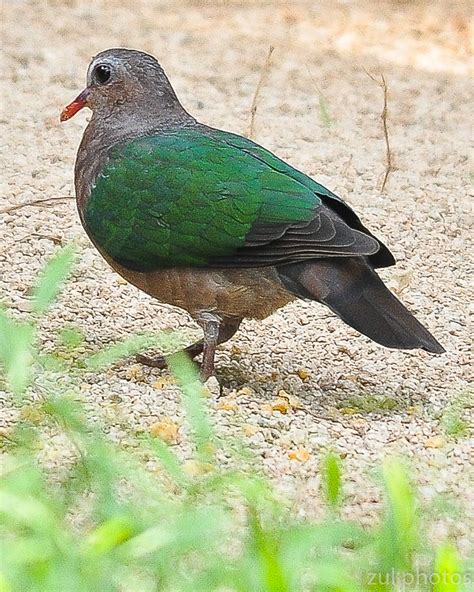 Apakah burung punai dilindungi  Salah satu jenis burung poksay yang populer di Indonesia adalah poksay jambul atau juga dikenal dengan nama white-crested laughingthrush