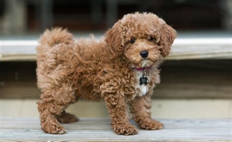 Apricot cavapoo full grown  These Cavapoos come in various hues, such as