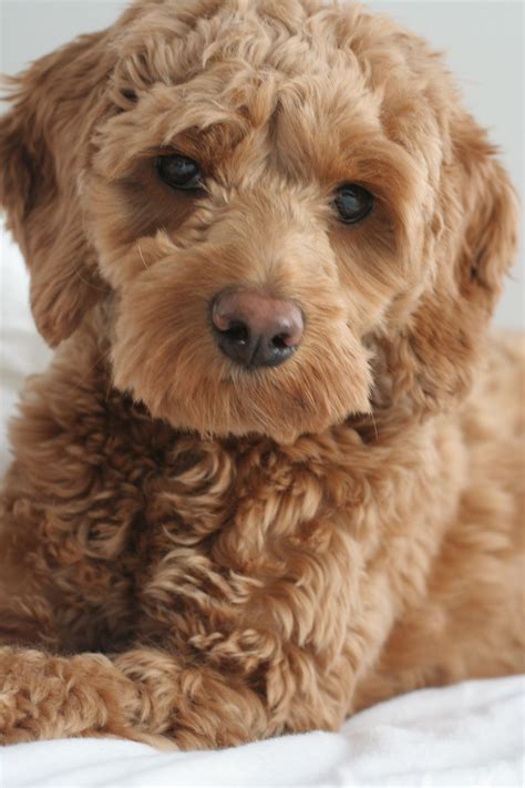 Apricot cockapoo RF KYXPE4 – Portrait of a pet Cockapoo (2 yrs old, apricot) dog in the UK