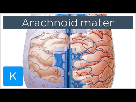 Arconoid  Major symptoms of this syndrome include hot, red facial flushing, diarrhea and wheezing