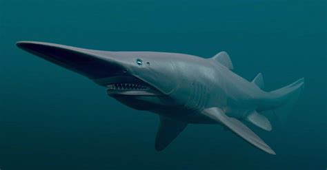 Are goblin sharks dangerous  The porbeagle can get as large as 12 feet long and 500 pounds, but is only considered moderately dangerous to humans
