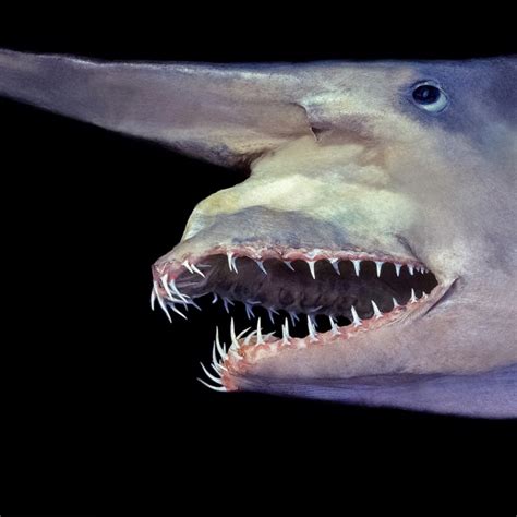 Are goblin sharks dangerous  It has been known to attack people, which makes it one of species of shark that people most fear