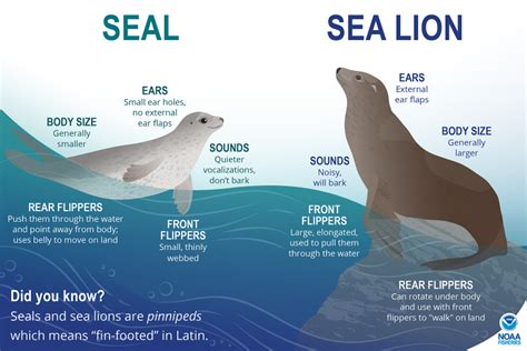 Are sea lions smarter than dogs  the dog brain