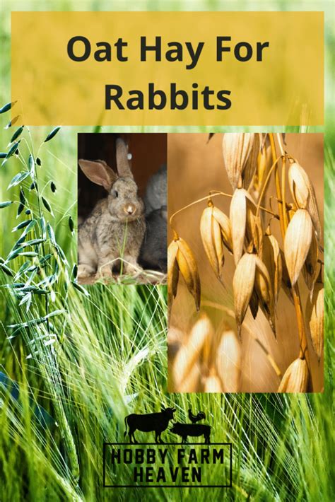 Arizona wild rabbits  This is because of harsh living conditions, predators, and illnesses