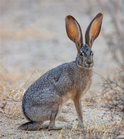 Arizona wild rabbits  Population densities average one rabbit per acre but can exceed this when food