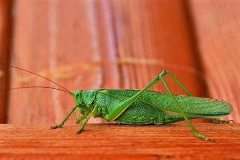 Arti belalang hijau masuk rumah menurut islam  Sementara di China, jika ada belalang atau jangkrik masuk rumah dan berbunyi, hal itu menandakan sesuatu