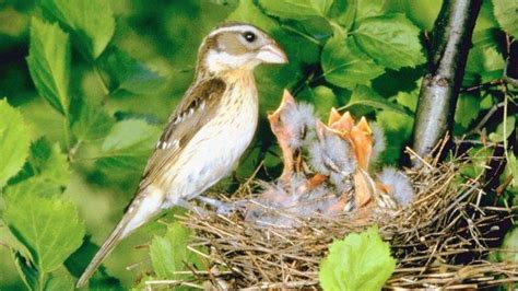 Arti burung pipit masuk rumah malam hari  Ada orang jahat