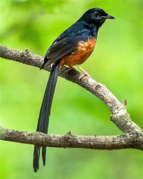 Arti burung walet masuk rumah  Namun bagi sebagian orang lain bermimpi pertanda apa burung