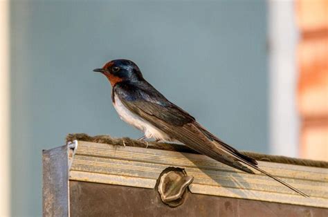 Arti burung walet masuk rumah  1