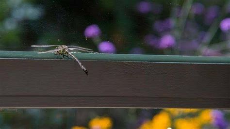 Arti capung masuk rumah malam hari menurut primbon jawa Menurut sebuah mitos, pertanda kehadiran lalat ke rumah bukanlah sebuah pertanda baik