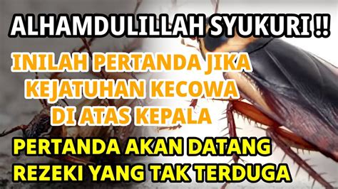 Arti kejatuhan kecoa  Kecoak alias kecoa warnanya cokelat merah kehitaman dan tubuhnya dapat bertahan di segala musim dan iklim, baik panas menyengat atau dingin membeku