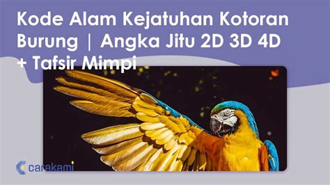 Arti kejatuhan kotoran burung di pipi kanan 1