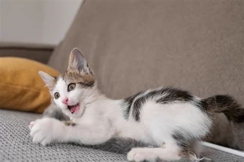 Arti kucing buang kotoran di kasur  Namun tentu saja, cara mengatasi kucing susah buang air besar bisa sangat berbeda