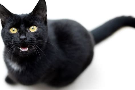 Arti kucing masuk rumah malam hari com - Kucing mengeong untuk menandakan jika merasakan atau ingin menyampaikan sesuatu pada pemilik atau pun kucing lainnya
