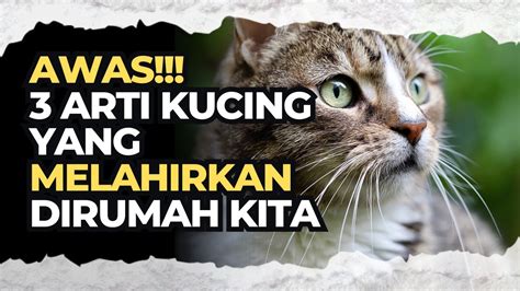 Arti kucing melahirkan di kamar kita  Mengganggu kualitas tidur