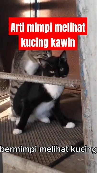 Arti melihat kucing kawin  Sementara pada kucing betina, prosedur ini mampu mengurangi risiko infeksi rahim (pyometra), kanker ovarium, hingga kanker