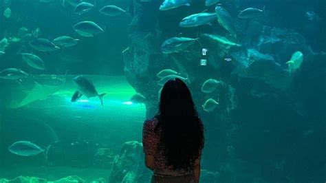 Arti mimpi aquarium pecah 