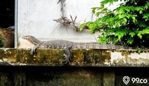 Arti mimpi biawak masuk rumah Biawak Masuk Rumah Pertanda