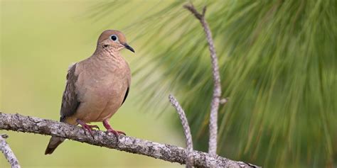 Arti mimpi dapat burung cendet  (credit: unsplash