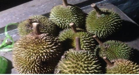 Arti mimpi dapat durian jatuh dari pohon togel  (Xinhua/Ahmad Halabisaz) Liputan6