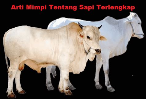 Arti mimpi di kejar sapi warna putih  13