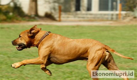 Arti mimpi dijilat anjing menurut islam Arti Melihat Anjing Jika mengalami Mimpi anjing dan kalian sedang di lihat maka tidak perlu takut sama sekali