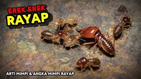 Arti mimpi kasur dimakan rayap  Anda merasa aman dengan semua aspek dalam kehidupan seperti cinta dan pekerjaan