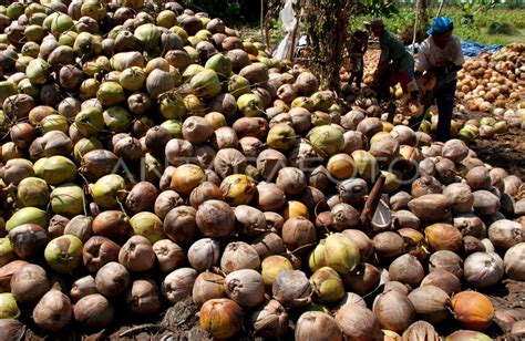 Arti mimpi kupas kelapa  Ada resep beras kencur yang dihidangkan dingin dengan es dan kelapa muda serut yang menyegarkan