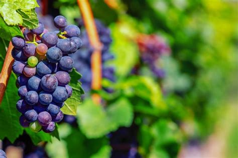 Arti mimpi makan anggur ungu  Network