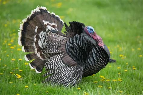 Arti mimpi melihat ayam mati  Tapi tenang saja, adanya Anda berkunjung ke situs Paranormal Mimpi adalah sebuah keputusan yang tepat, karena semua apa yang termuat dalam situs ini memang mengulas seluk beluk mimpi