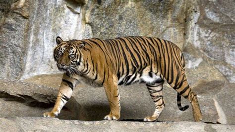 Arti mimpi melihat harimau loreng github