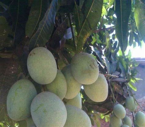 Arti mimpi melihat pohon durian berbuah lebat Penafsiran akan arti dan makna mimpi melihat pohon durian berbuah banyak dan matang pada situs ini bisa saja merupakan refleksi pada masa depan Anda, juga bisa merupakan hal yang masih berkaitan dengan masa lalu Anda sendiri