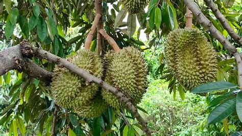Arti mimpi melihat pohon durian berbuah lebat id
