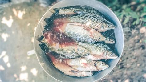 Arti mimpi membeli ikan  Anda dapat melakukan lebih dari yang dapat Anda bayangkan, tetapi Anda harus tetap fokus pada tujuan Anda jika ingin mencapai kesuksesan