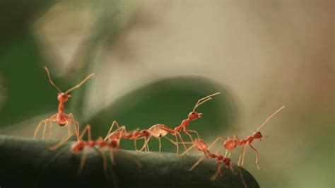 Arti mimpi membunuh semut merah banyak Memimpikan hal banyak semut merah juga merupakan