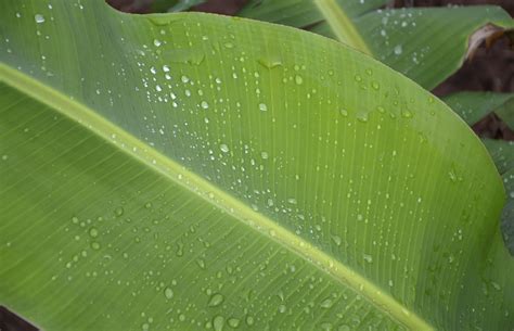 Arti mimpi memetik daun hijau  Menurut Islam, jika kamu bermimpi memetik buah mangga, kabarnya mimpi ini membawa kabar baik