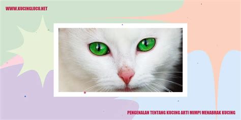 Arti mimpi menabrak kucing 