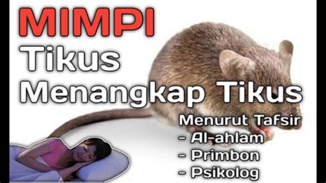 Arti mimpi menangkap gurita 1