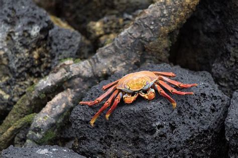 Arti mimpi menangkap kepiting merah  Alat Cukur 949 930