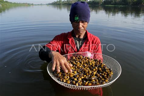 Arti mimpi mencari kerang di sungai  - Page 64Mimpi melihat buaya putih