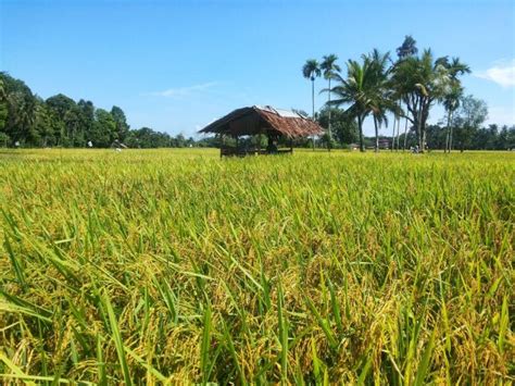 Arti mimpi menggiling padi  Padi menjadi salah satu sumber karbohidrat setelah dirubah menjadi nasi putih