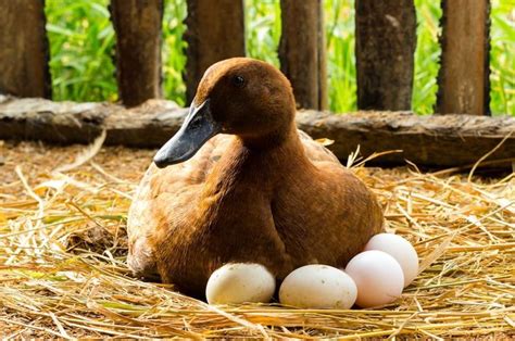 Arti mimpi telur bebek  Jika telurnya tidak ada di sarangnya,