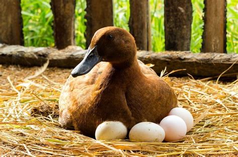 Arti mimpi telur bebek  Salah satu contoh ialah mimpi telur burung