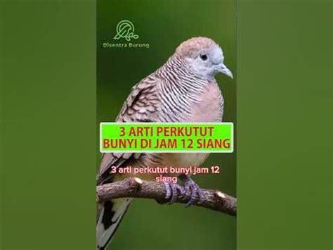 Arti perkutut bunyi jam 12 siang  Yang penting, pada jam 07