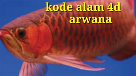 Arwana toto login  Ikan Arwana Asia adalah ikan bertulang dari keluarga Osteoglossidae, yang juga dikenal sebagai bonytongues