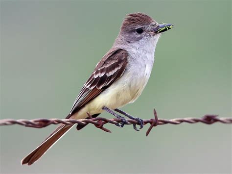 Ash throated flycatcher song S
