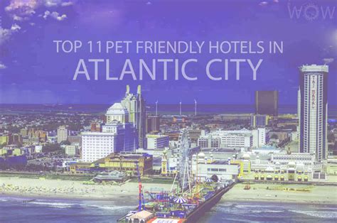 Atlantic city pet friendly hotel Best Business Hotels in Atlantic City on Tripadvisor: Find 52,916 traveler reviews, 17,230 candid photos, and prices for 13 business hotels in Atlantic City, New Jersey, United States