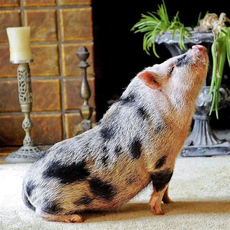 Australian miniature pig  Parents in last pics are available for viewing but are not for sale